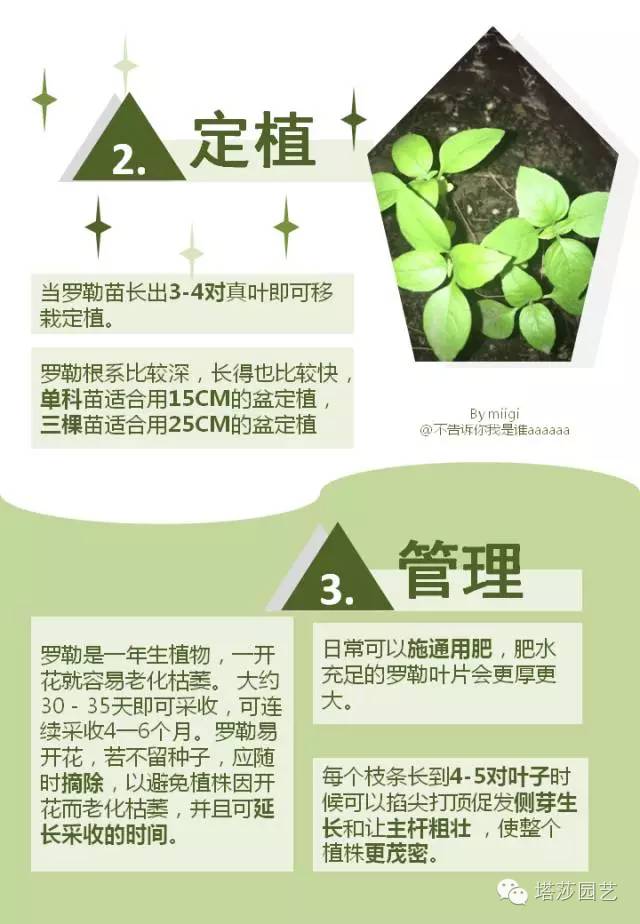 Miigi的罗勒种植、烹饪攻略！