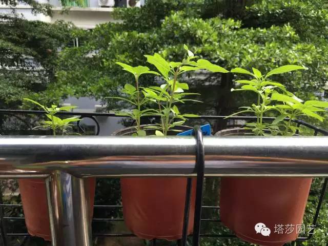 Miigi的罗勒种植、烹饪攻略！