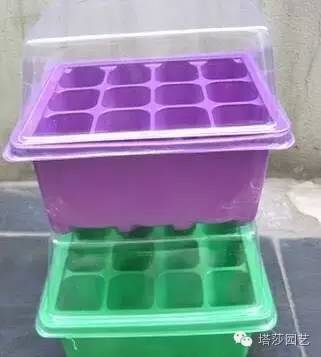 Miigi的罗勒种植、烹饪攻略！