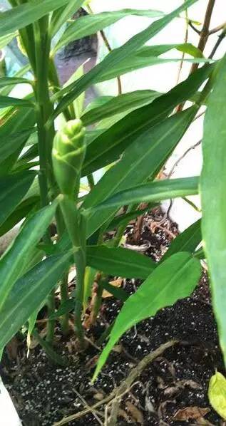 常州一媳妇把用剩的姜块埋在泥土里，一个月后奇迹发生了！