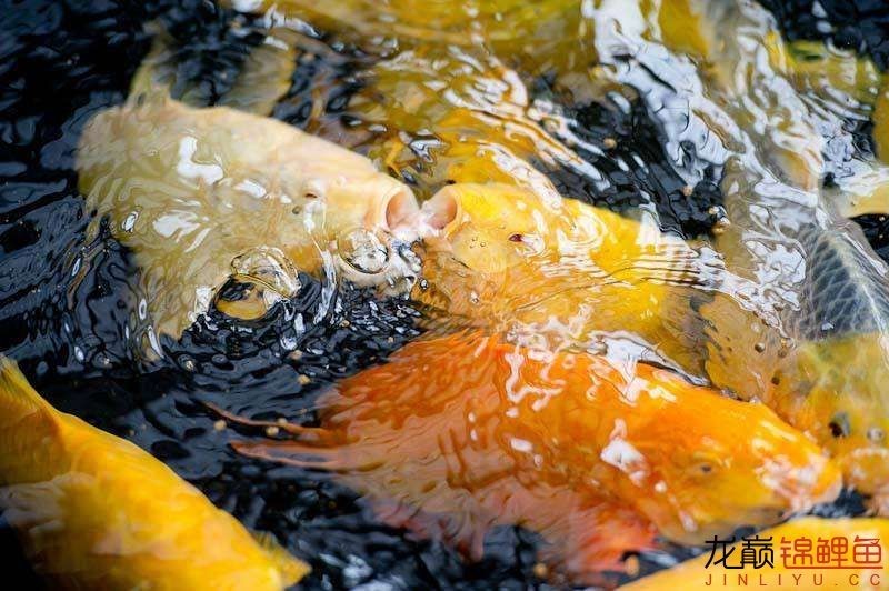 锦鲤饲料的成分,锦鲤饲料营养成分怎么看