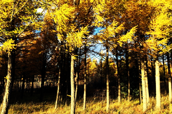 说走就走沙漠,说走就走张家口