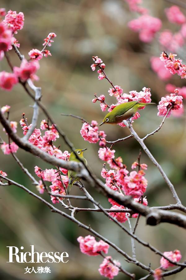 隈研吾建筑大师,日本建筑师隈研吾别墅