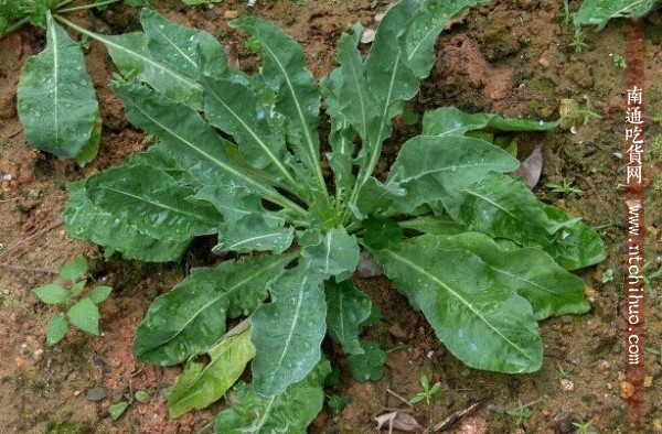 中药药用一览表 (消炎中药药用一览表)