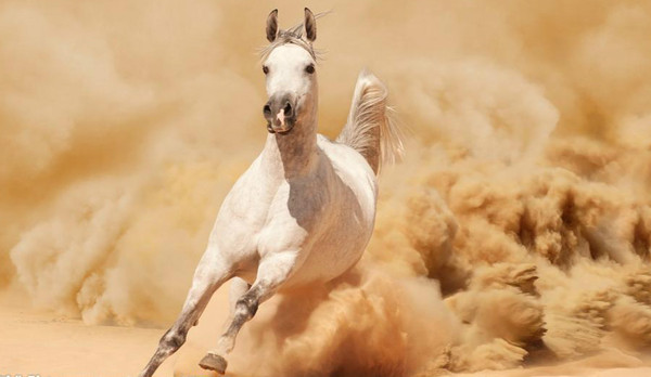 日本品牌马油真的很好用吗 (马油日本产品)