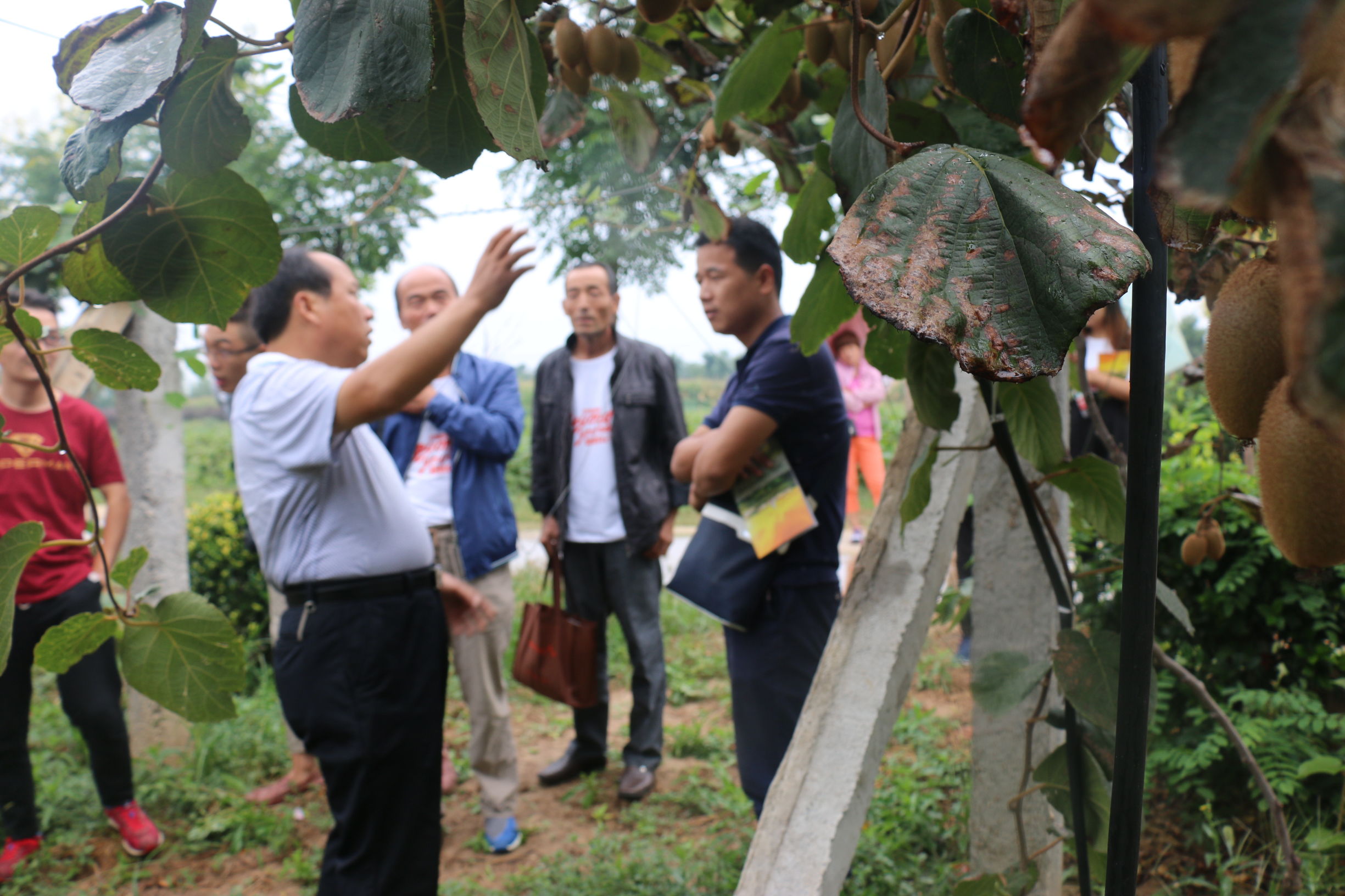 陕西眉县猕猴桃与山东博山猕猴桃,陕西眉县晨曦猕猴桃种植