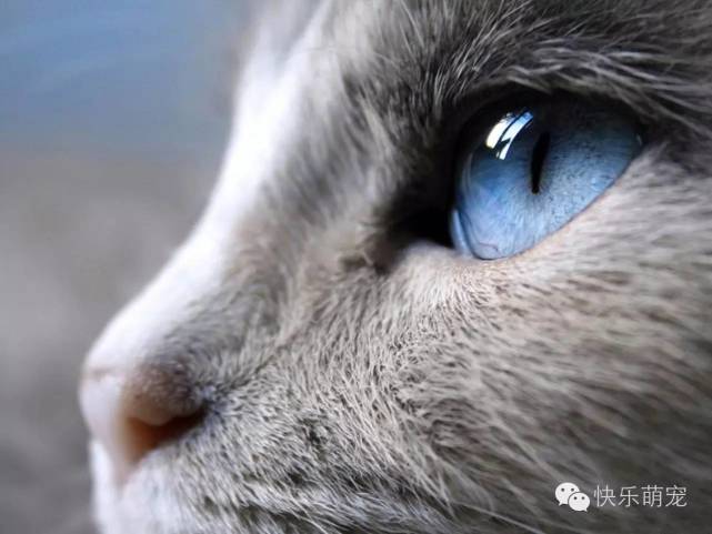 猫咪总是一只眼睛流眼泪怎么回事,猫咪眼睛红肿流眼泪打喷嚏怎么办