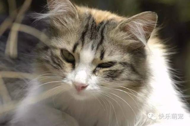 猫咪总是一只眼睛流眼泪怎么回事,猫咪眼睛红肿流眼泪打喷嚏怎么办