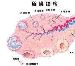 怎样判断是否得多囊卵巢综合症 (怎样判断是否患了多囊卵巢综合症)