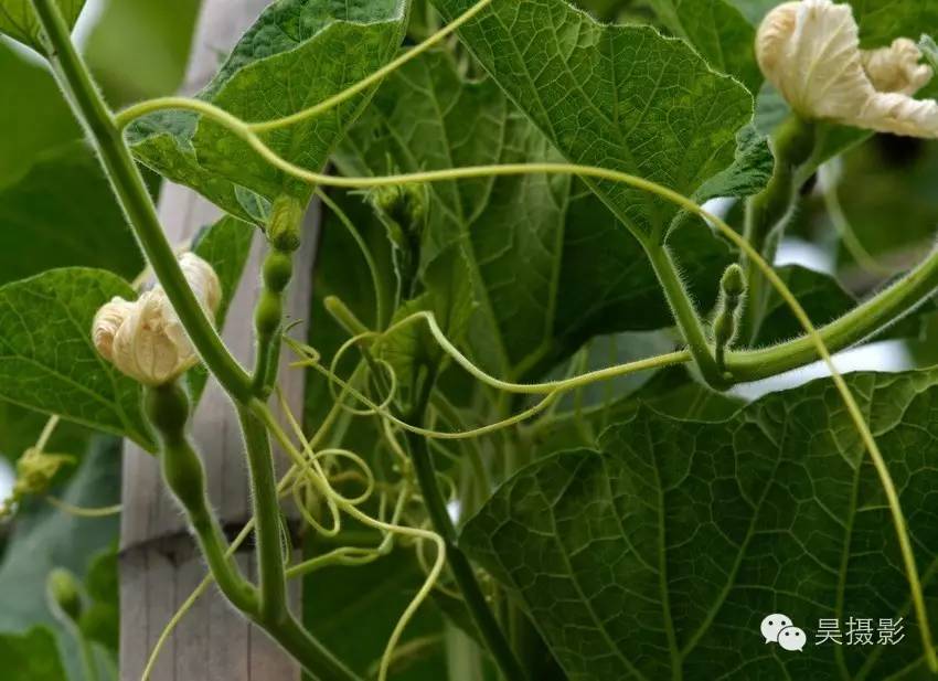 葫芦迷的“八不正瓶”