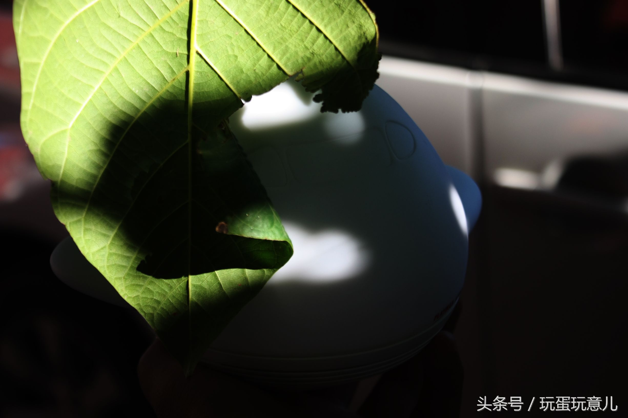 照星爷的话讲，想撩妹吗我教你！AirWhale智能音响灯体验