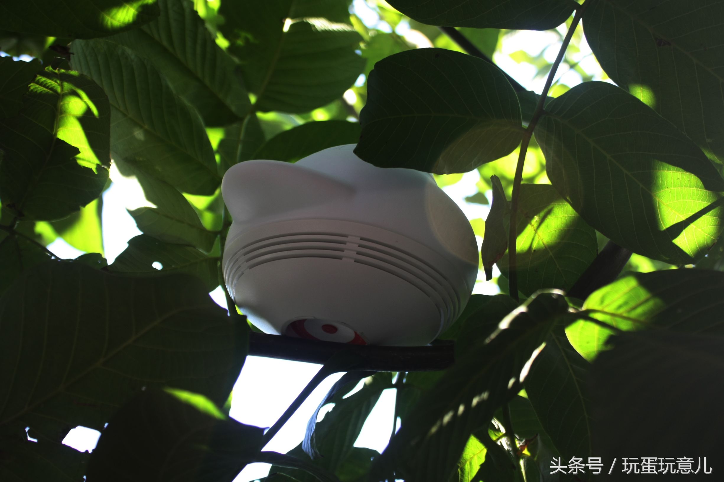 照星爷的话讲，想撩妹吗我教你！AirWhale智能音响灯体验