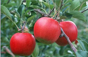 防秋燥要多吃什么食物,防秋燥三种食物