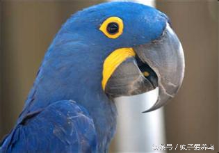 鹦鹉的几种表现表示快死了,哪种鹦鹉最好养不会死