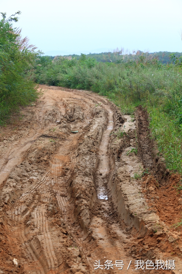 澶ц繛绾㈠矝,澶ц繛甯傞噾宸炲尯绾㈠矝