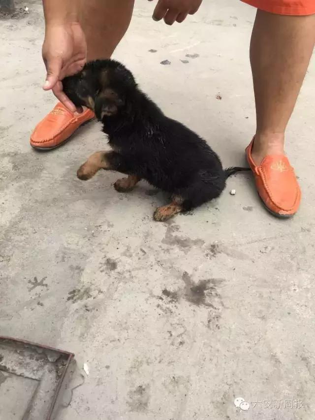 六安男子花4500元从微商买了两只德国牧羊犬，却收到两只土狗