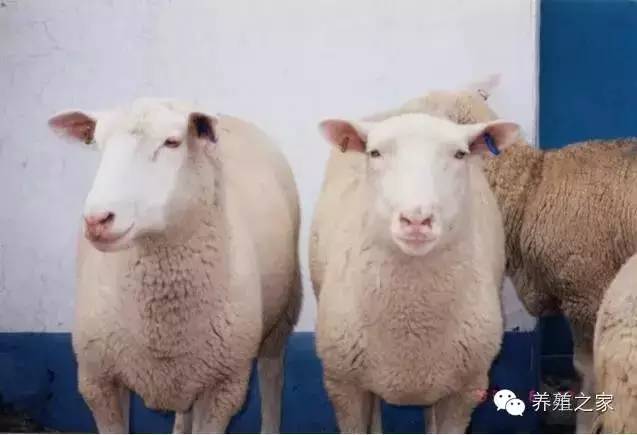 还在犹豫上不上羊？看看某人养羊的经验分享吧！