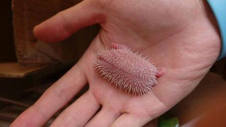 养刺猬是一个怎样的体验？