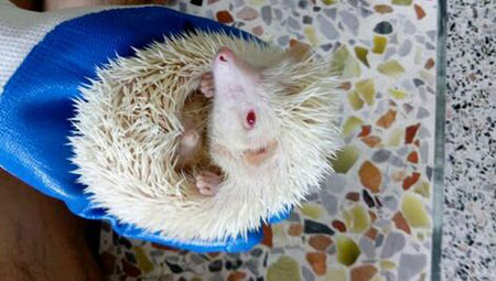 养刺猬是一个怎样的体验？