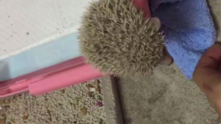 养刺猬是一个怎样的体验？