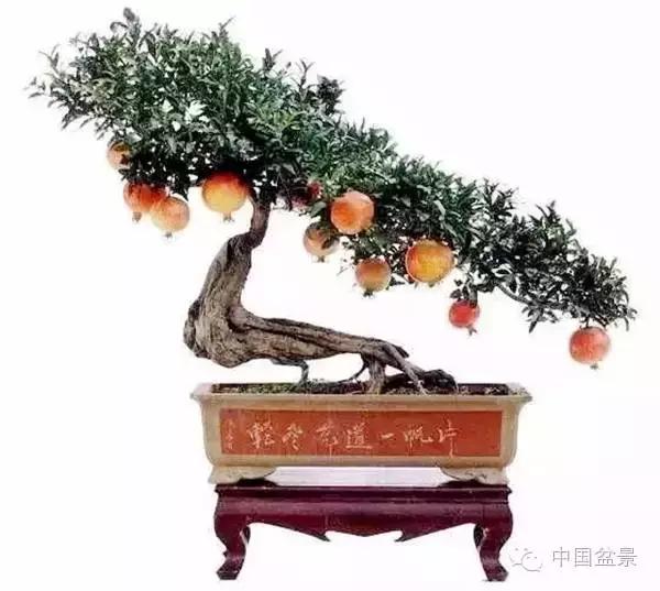 中秋赏桂花吃月饼,中秋佳节吃团圆