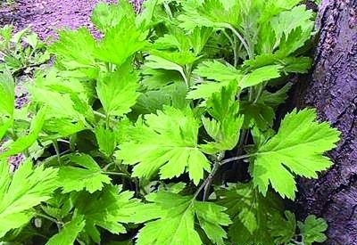 孕妇能用艾草煮鸡蛋吃吗,孕妇能用艾叶泡脚吗