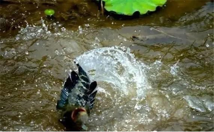 从黑鱼的习性中——寻找垂钓用饵技巧!