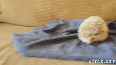 狗狗太贪玩怎么办,狗狗贪玩不进笼子怎么处理