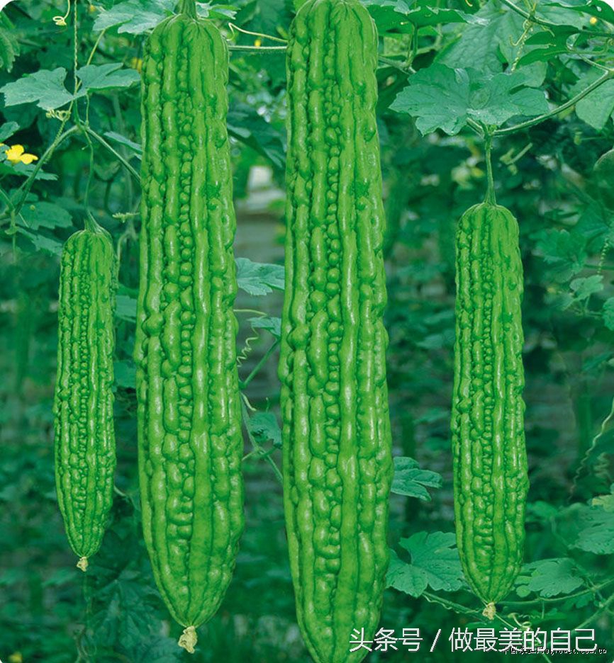苦瓜你是吃的苦，还是吃的健康呢？