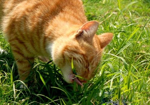 小毛病可以通过饮食调理,7种食物解决七种常见小毛病