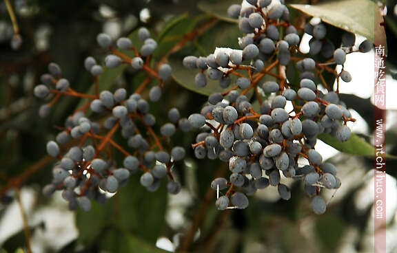 中药药用一览表 (消炎中药药用一览表)