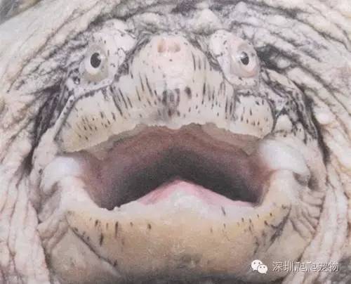 龟水肿的治疗方法,龟水肿是什么症状