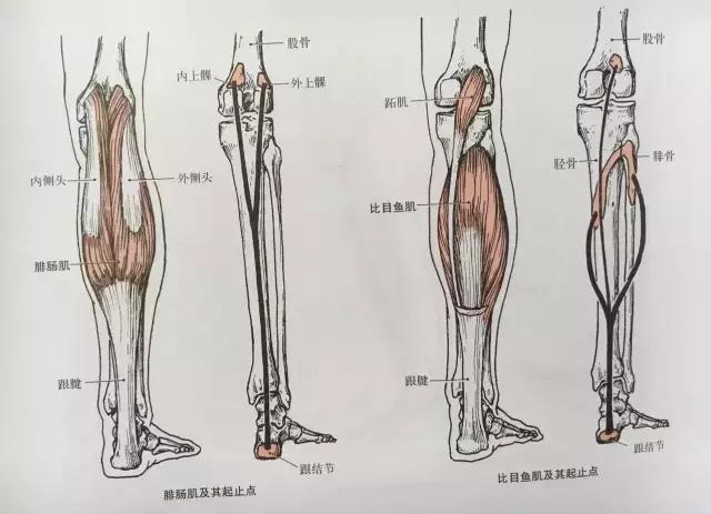 跑步过程中小腿很酸是什么原因,跑步小腿内侧肌肉疼是怎么回事