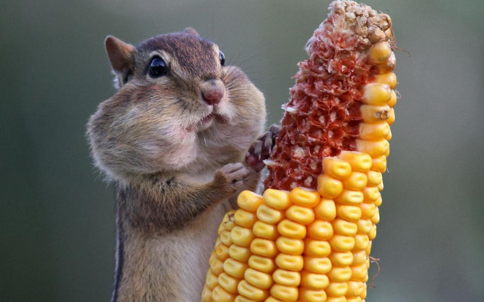 2022年生肖鼠男运势,2022生肖鼠事业运势