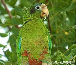 鹦鹉的几种表现表示快死了,哪种鹦鹉最好养不会死