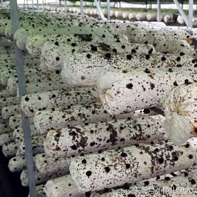 人工种植木耳与野生木耳区别,最简单的种木耳方法