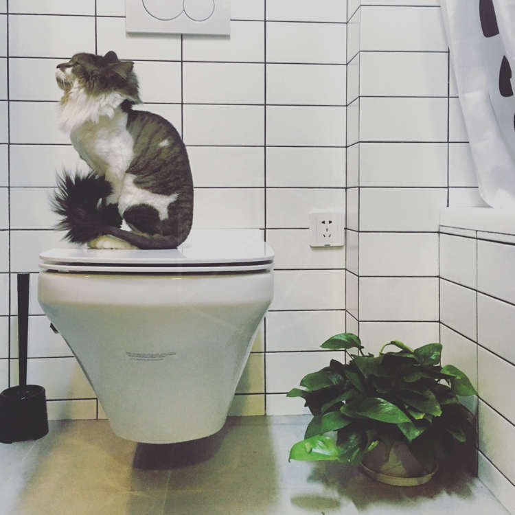 卫生间壁挂式马桶,壁挂式马桶小卫生间