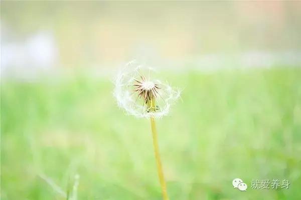 秋天一定要多吃这道菜,秋天要多吃这菜香软营养