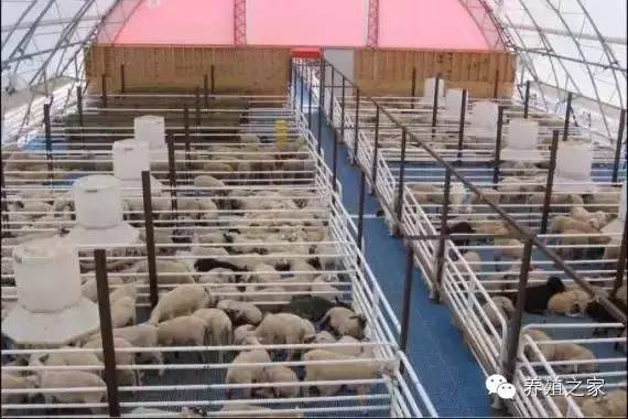 还在犹豫上不上羊？看看某人养羊的经验分享吧！