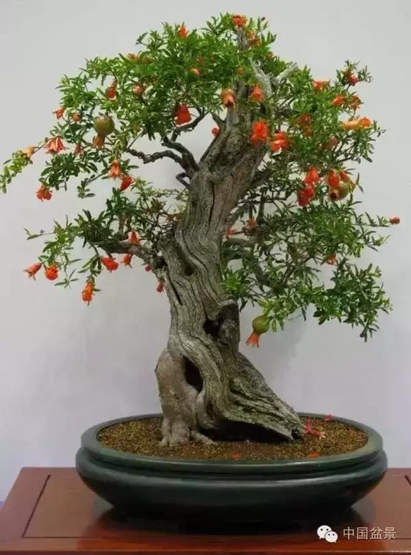 中秋赏桂花吃月饼,中秋佳节吃团圆