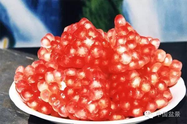 中秋赏桂花吃月饼,中秋佳节吃团圆