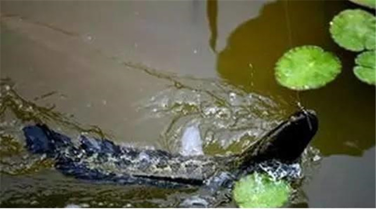 从黑鱼的习性中——寻找垂钓用饵技巧!