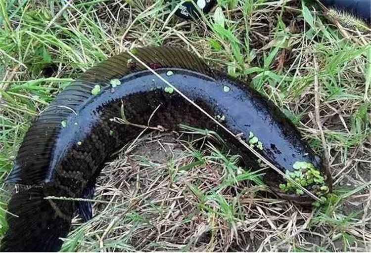 从黑鱼的习性中——寻找垂钓用饵技巧!