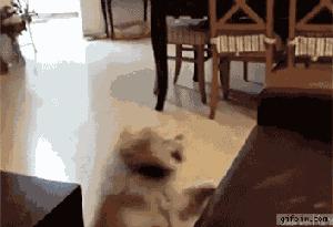 狗狗太贪玩怎么办,狗狗贪玩不进笼子怎么处理