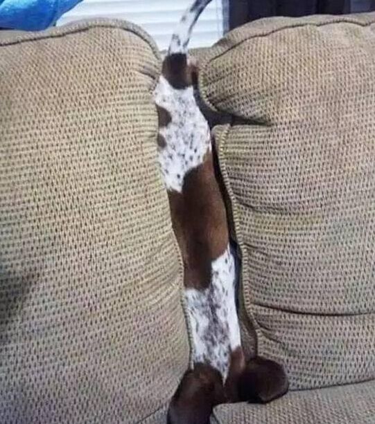 狗狗太贪玩怎么办,狗狗贪玩不进笼子怎么处理