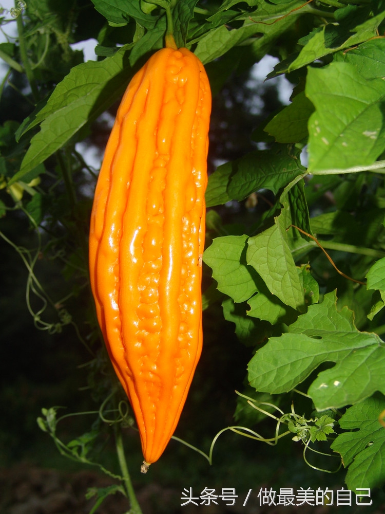 苦瓜你是吃的苦，还是吃的健康呢？