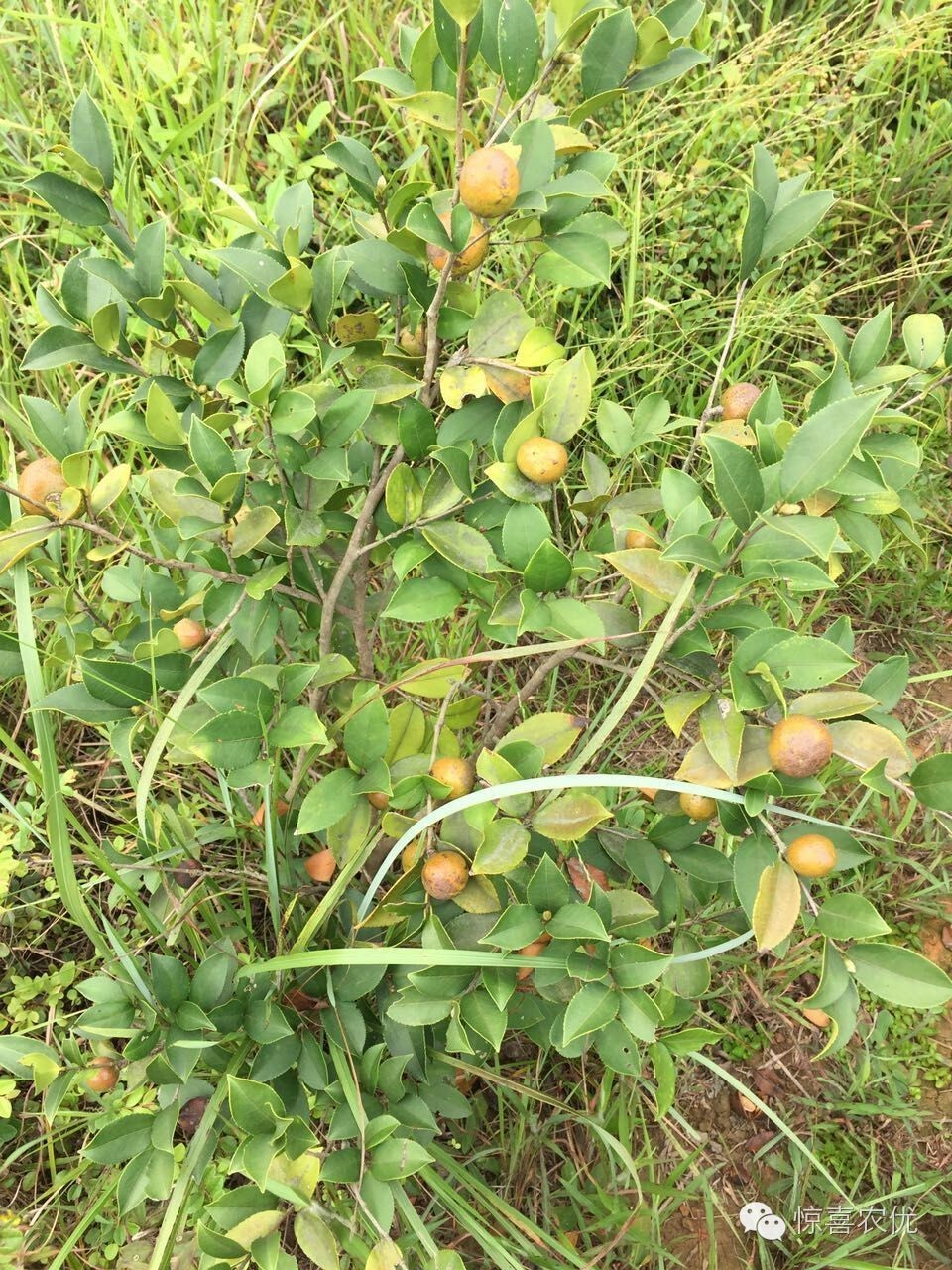 既可以食用又可以药用的植物,可食用又可用的食品
