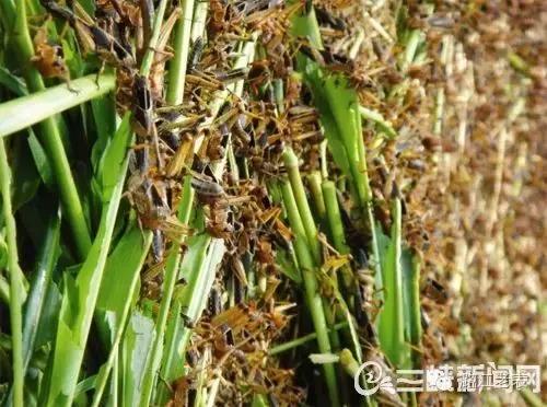 云南昆虫宴美食,云南特色虫宴