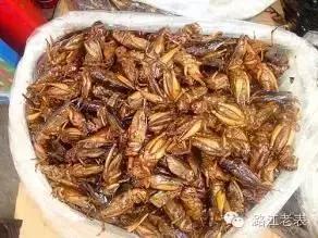 云南昆虫宴美食,云南特色虫宴