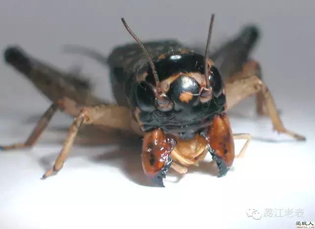 云南昆虫宴美食,云南特色虫宴